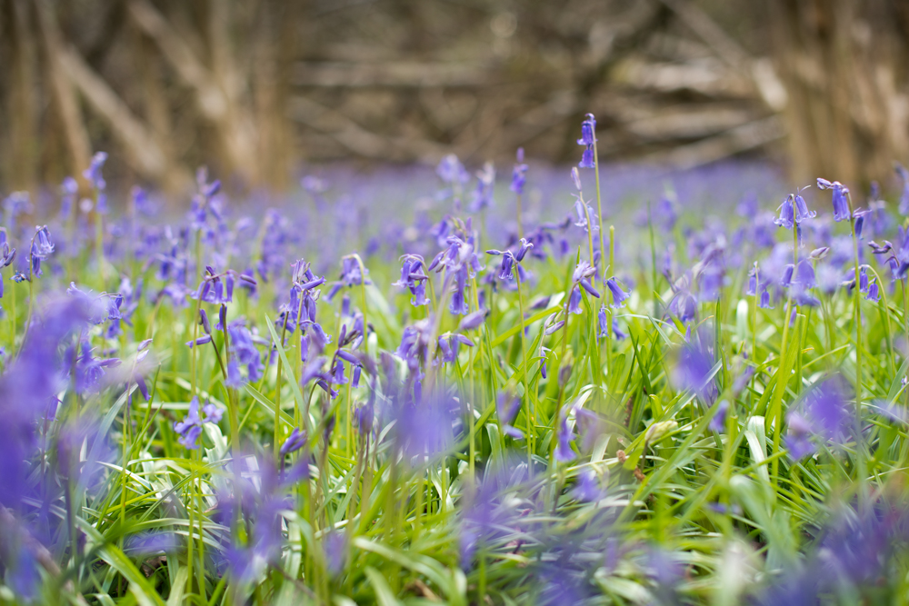 Bluebell photo shoot in Surrey
